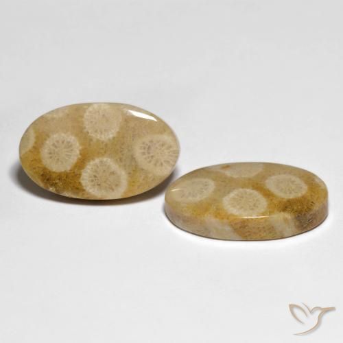 Pedras preciosas de Coral fóssil Multicolorido natural de 28.88 ct, oval, Opaco