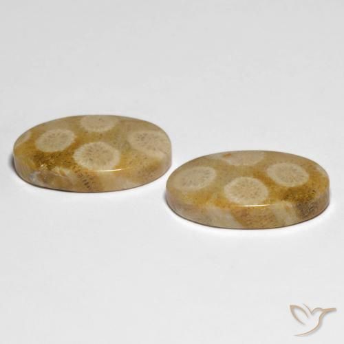 Pedras preciosas de Coral fóssil Multicolorido natural de 28.88 ct, oval, Opaco