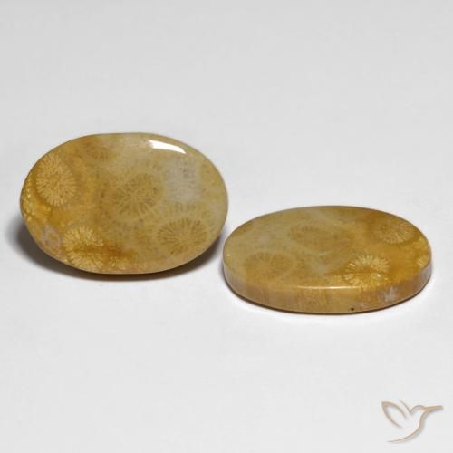 Pedras preciosas de Coral fóssil Multicolorido natural de 29.58 ct, oval, Opaco