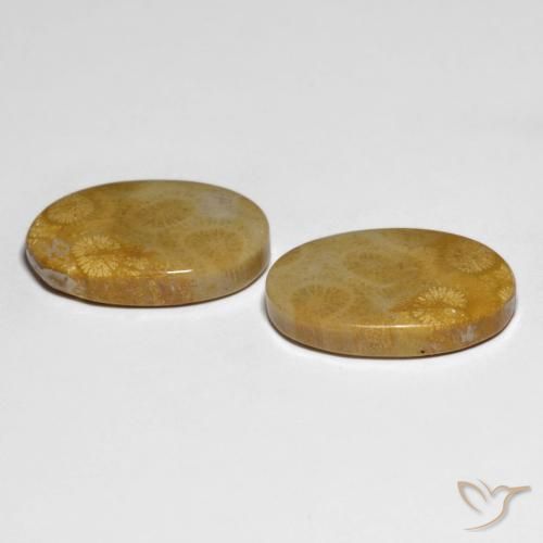 Pedras preciosas de Coral fóssil Multicolorido natural de 29.58 ct, oval, Opaco
