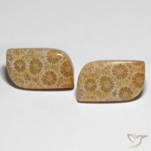 25.29ctw Natural Multicolorido Coral fóssil, Chique, Opaco
