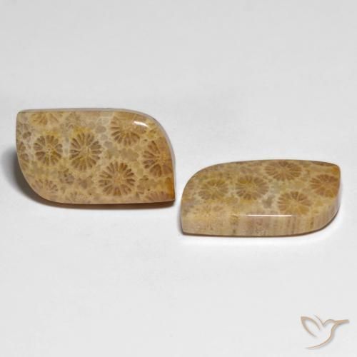 Pedras preciosas de Coral fóssil Multicolorido natural de 25.29 ct, Chique, Opaco