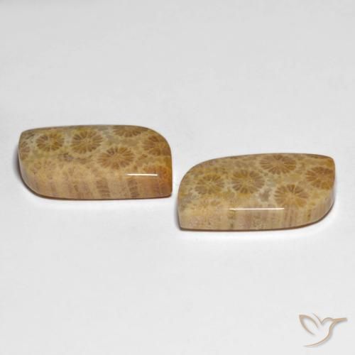 Pedras preciosas de Coral fóssil Multicolorido natural de 25.29 ct, Chique, Opaco