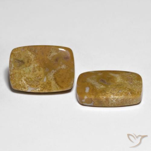 Pedras preciosas de Coral fóssil Multicolorido natural de 27.23 ct, Almofada, Opaco