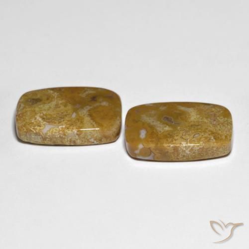 Pedras preciosas de Coral fóssil Multicolorido natural de 27.23 ct, Almofada, Opaco