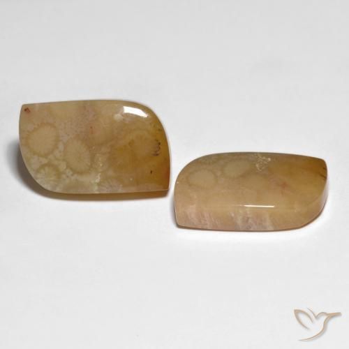 Pedras preciosas de Coral fóssil Multicolorido natural de 30.66 ct, Chique, Opaco