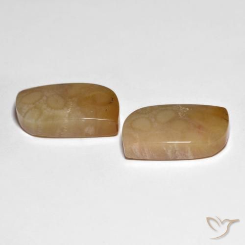 Pedras preciosas de Coral fóssil Multicolorido natural de 30.66 ct, Chique, Opaco