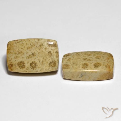 Pedras preciosas de Coral fóssil Multicolorido natural de 32.19 ct, Almofada, Opaco