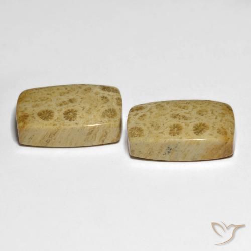Pedras preciosas de Coral fóssil Multicolorido natural de 32.19 ct, Almofada, Opaco