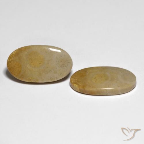 Pedras preciosas de Coral fóssil Multicolorido natural de 20.84 ct, oval, Opaco