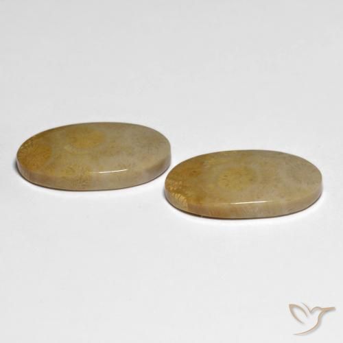 Pedras preciosas de Coral fóssil Multicolorido natural de 20.84 ct, oval, Opaco