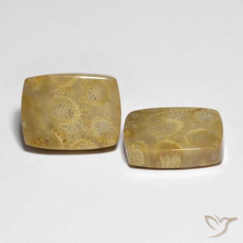 Pedras preciosas de Coral fóssil Multicolorido natural de 22.82 ct, Almofada, Opaco