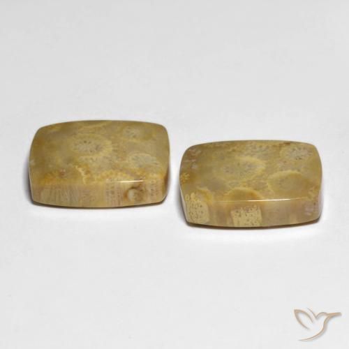 Pedras preciosas de Coral fóssil Multicolorido natural de 22.82 ct, Almofada, Opaco