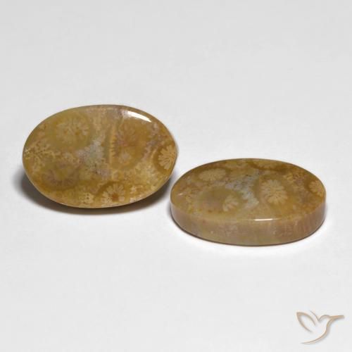 Pedras preciosas de Coral fóssil Multicolorido natural de 19.51 ct, oval, Opaco
