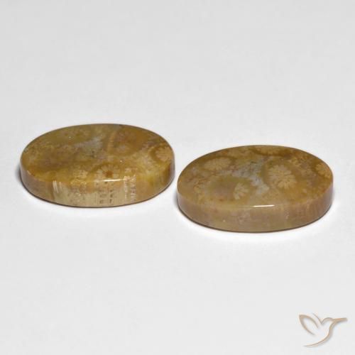 Pedras preciosas de Coral fóssil Multicolorido natural de 19.51 ct, oval, Opaco