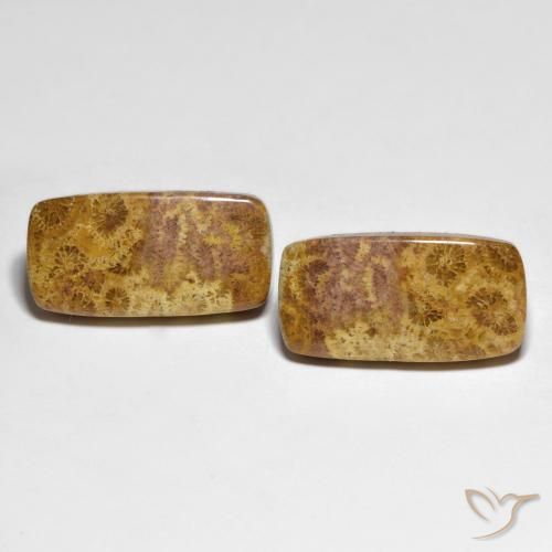 21.66ctw Natural Multicolorido Coral fóssil, Almofada, Opaco