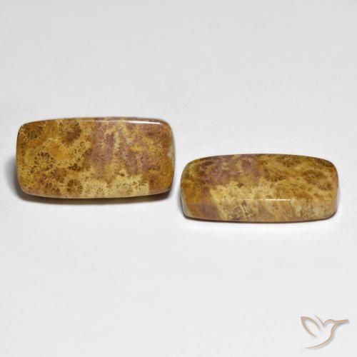 Pedras preciosas de Coral fóssil Multicolorido natural de 21.66 ct, Almofada, Opaco