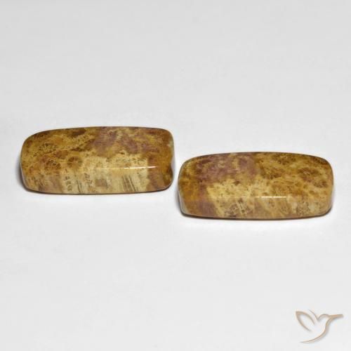 Pedras preciosas de Coral fóssil Multicolorido natural de 21.66 ct, Almofada, Opaco