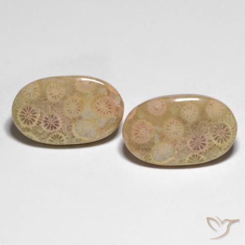 26.13ctw Natural Multicolorido Coral fóssil, oval, Opaco
