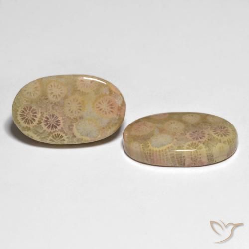 Pedras preciosas de Coral fóssil Multicolorido natural de 26.13 ct, oval, Opaco