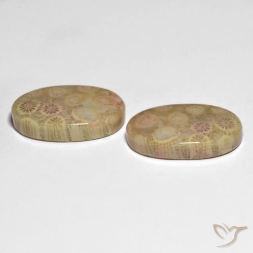 Pedras preciosas de Coral fóssil Multicolorido natural de 26.13 ct, oval, Opaco