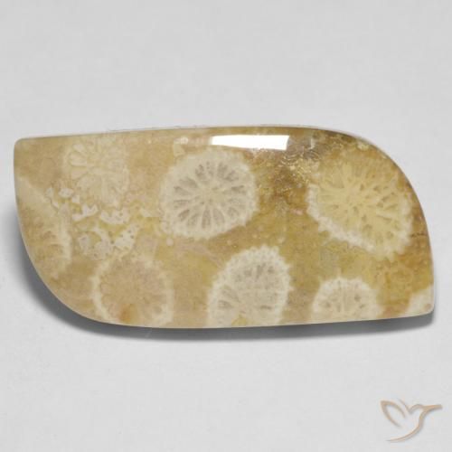 Coral fóssil Multicolorido Natural 13.52ct, Forma extravagante, Opaco