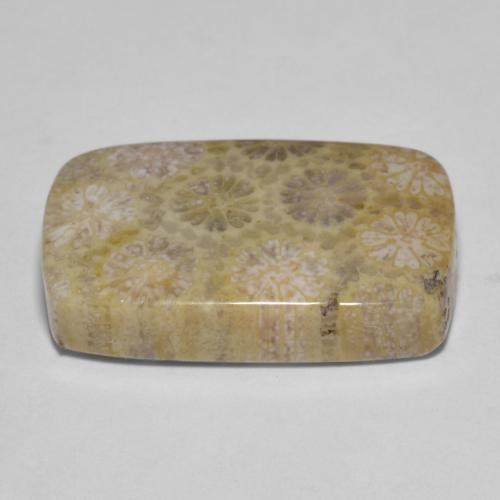 Coral fóssil Multicolorido Natural 15.35ct, Almofada cortada, Opaco