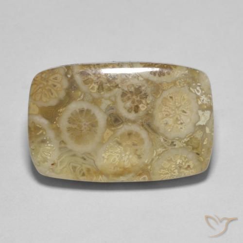 9.53ct Natural Multicolorido Coral fóssil, Almofada, Opaco