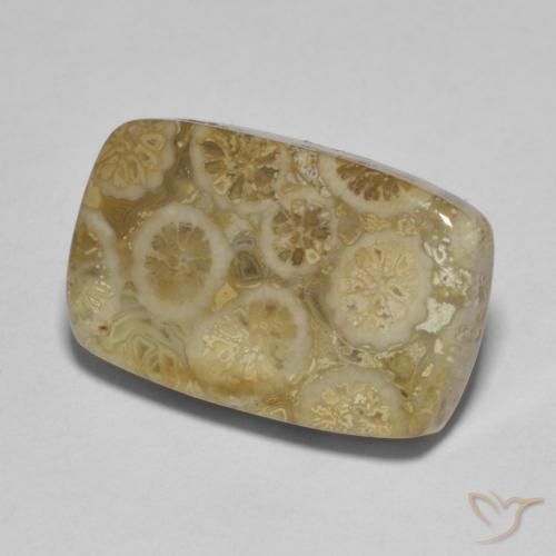 Coral fóssil Multicolorido Natural 9.53ct, Almofada, Opaco