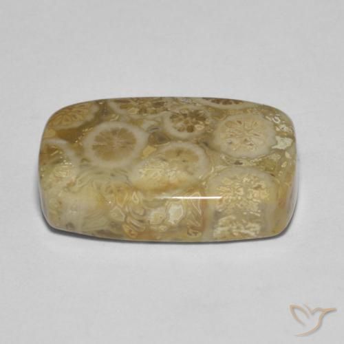 Coral fóssil Multicolorido Natural 9.53ct, Almofada, Opaco