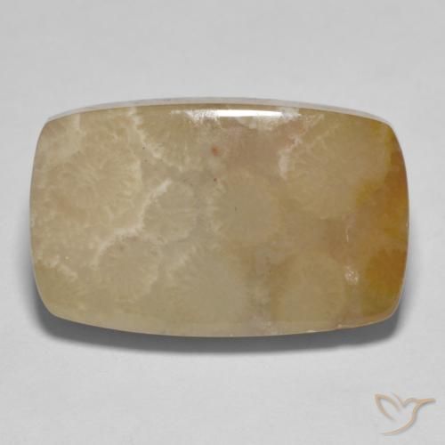 16.72ct Natural Multicolorido Coral fóssil, Almofada, Opaco