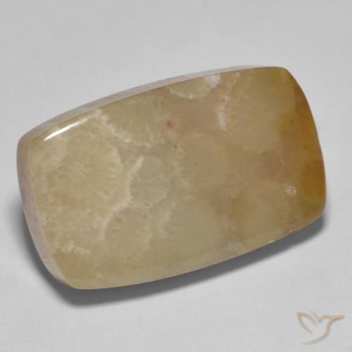 Coral fóssil Multicolorido Natural 16.72ct, Almofada, Opaco
