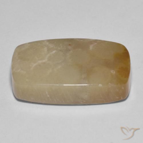Coral fóssil Multicolorido Natural 16.72ct, Almofada, Opaco