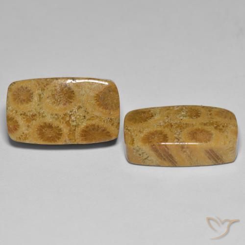 Pedras preciosas de Coral fóssil Multicolorido natural de 23.03 ct, Almofada, Opaco