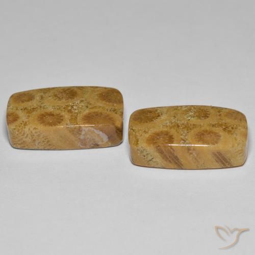 Pedras preciosas de Coral fóssil Multicolorido natural de 23.03 ct, Almofada, Opaco