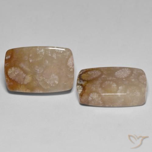 Pedras preciosas de Coral fóssil Multicolorido natural de 26.92 ct, Almofada, Translúcido
