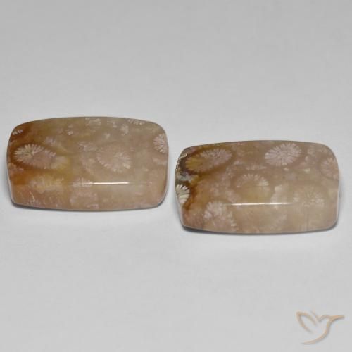 Pedras preciosas de Coral fóssil Multicolorido natural de 26.92 ct, Almofada, Translúcido