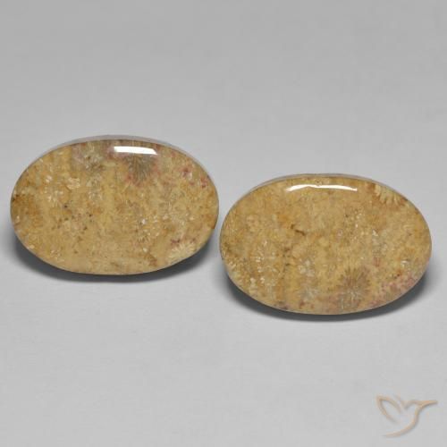 24.35ctw Natural Multicolorido Coral fóssil, oval, Opaco