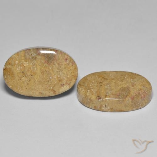 Pedras preciosas de Coral fóssil Multicolorido natural de 24.35 ct, oval, Opaco