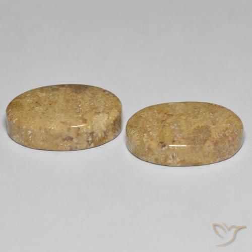 Pedras preciosas de Coral fóssil Multicolorido natural de 24.35 ct, oval, Opaco
