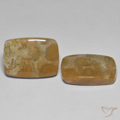 Pedras preciosas de Coral fóssil Multicolorido natural de 25.23 ct, Almofada, Opaco