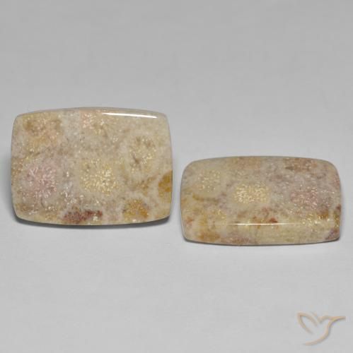 Pedras preciosas de Coral fóssil Multicolorido natural de 27.18 ct, Almofada, Opaco