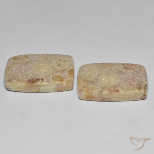 Pedras preciosas de Coral fóssil Multicolorido natural de 27.18 ct, Almofada, Opaco