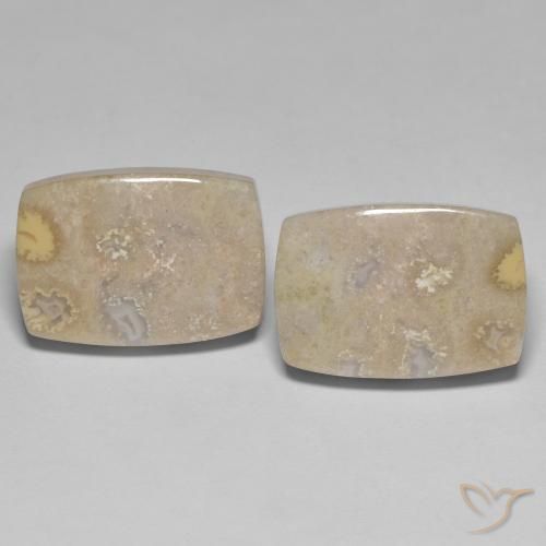 25.62ctw Natural Multicolorido Coral fóssil, Almofada, Opaco
