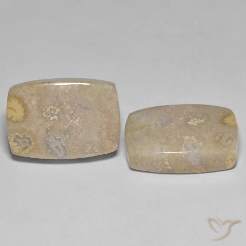 Pedras preciosas de Coral fóssil Multicolorido natural de 25.62 ct, Almofada, Opaco