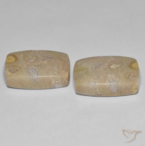 Pedras preciosas de Coral fóssil Multicolorido natural de 25.62 ct, Almofada, Opaco