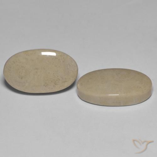 Pedras preciosas de Coral fóssil Multicolorido natural de 23.47 ct, oval, Opaco