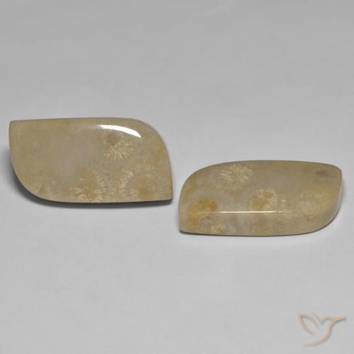 Pedras preciosas de Coral fóssil Multicolorido natural de 27.14 ct, Chique, Opaco