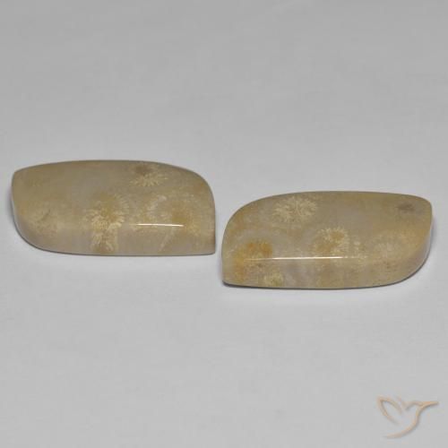 Pedras preciosas de Coral fóssil Multicolorido natural de 27.14 ct, Chique, Opaco