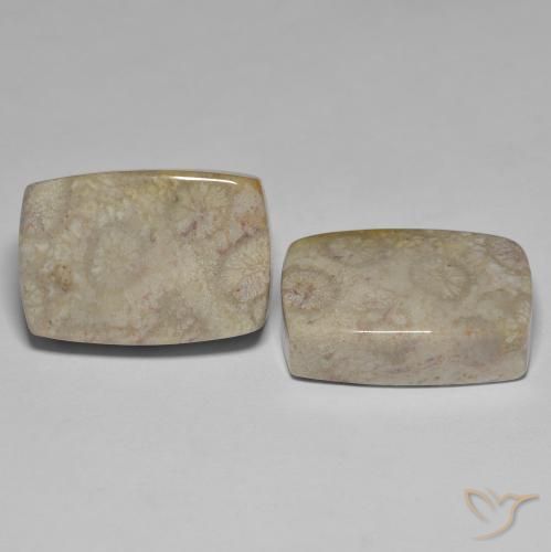 Pedras preciosas de Coral fóssil Multicolorido natural de 45.70 ct, Almofada, Opaco
